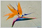 Millecolori Millecolori
