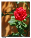 Rosa