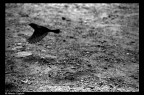 Stresa Trip II Stresa Trip II
