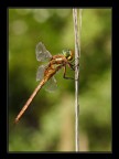 dragonfly (Aeshna isosceles)