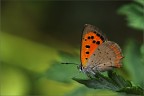 orange.. orange..