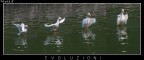 Evoluzioni Evoluzioni