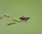 mosca? mosca?