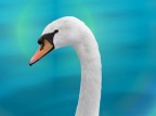 Cigno Cigno