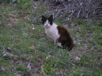 Occhi di gatto