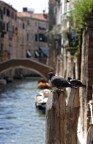 ancora venezia ancora venezia