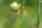 Volo nel Verde Volo nel Verde