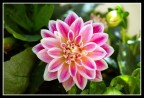 fiore fiore