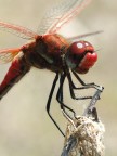 LIBELLULA LIBELLULA