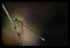 Nella luce Nella luce