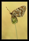 Colori (Melitaea phoebe)