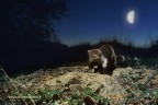Faina in giro di notte fra i boschi della Valdera (Pisa).
L'immagine originale � su diapositiva e la ripresa � stata effettuata con una trappola fotografica. Lo sfondo (luna e cielo) � stato aggiunto con photoshop.