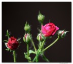All'ombra.... delle fanciulle in fiore All'ombra.... delle fanciulle in fiore