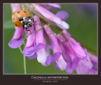 COCCINELLA SEPTEMPUNCTATA COCCINELLA SEPTEMPUNCTATA