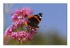 Vanessa atalanta Vanessa atalanta