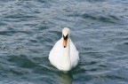 cigno sul lago d'iseo cigno sul lago d'iseo