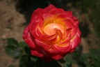 ROSA MACRO ROSA MACRO