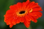 gerbera orance