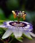Fiori che passione Fiori che passione