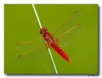 Red Dragonfly