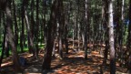 In the forest In the forest