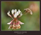 BOMBYLIUS MAJOR BOMBYLIUS MAJOR