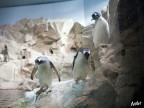 Uno scatto colto all'Acquario nella vasca dei pinguini. Con un sacco di problemi tecnici a causa del vetro appannato in mezzo, ma buono per un sorriso... Non vi pare che il pinguino dietro sia l'arbitro che d� il via ai due nuotatori pronti al tuffo dai blocchi di partenza?