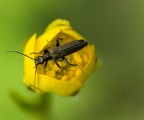 coleottero oedemera flavipes