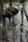 Nel fiume Nel fiume