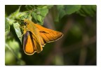 Ochlodes venatus Ochlodes venatus