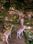 Riunione nel bosco Riunione nel bosco