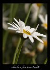 Anche i fiori sono traditi Anche i fiori sono traditi