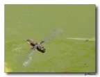 in Volo in Volo