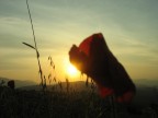 un fiore un fiore