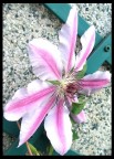 fiore appeso fiore appeso