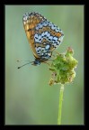 Cinxia (Melitaea) Cinxia (Melitaea)