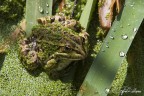 Rana mimetizzata Rana mimetizzata
