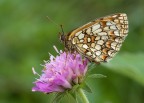 mellicta-athalia mellicta-athalia