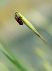 sul cucuzzolo sul cucuzzolo