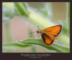 THYMELICUS SYLVESTRIS (SMALL SKYPPER) THYMELICUS SYLVESTRIS (SMALL SKYPPER)