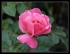 ROSA DELICATA ROSA DELICATA