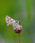 Farfallina Farfallina