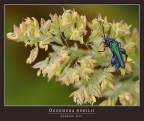 COSCETTE...... OVVERO OEDEMERA NOBILIS (Male) COSCETTE...... OVVERO OEDEMERA NOBILIS (Male)