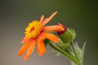 Arancione Arancione