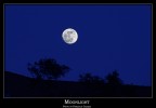 Moon light Moon light
