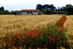 Non solo grano Non solo grano