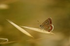 butterfly butterfly