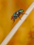 mosca infernale mosca infernale