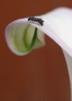 La culla e il Bebč La culla e il Bebč