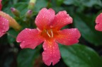 flower flower